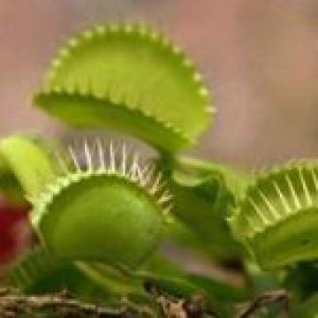 Pericolul plantelor carnivore